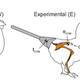 Image for article titled Here's a chicken wearing a prosthetic tail to walk like a dinosaur